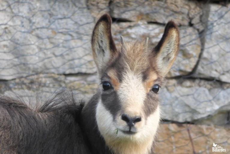 chamois