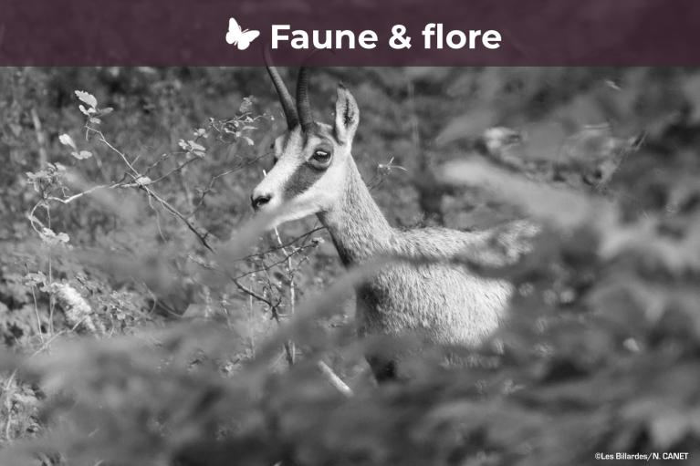 Faune et flore