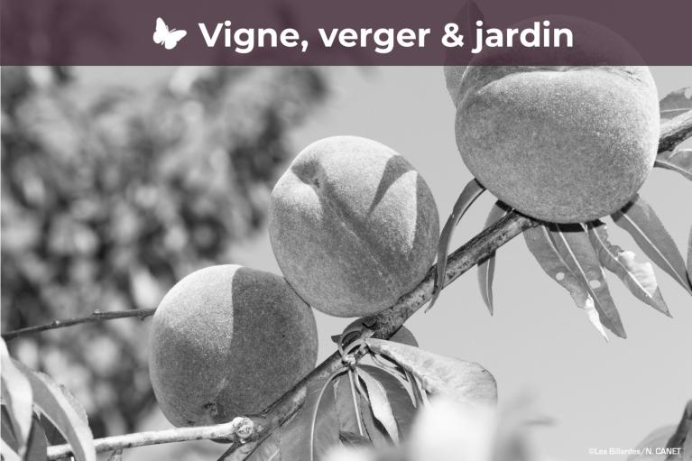 Vigne, verger et jardin