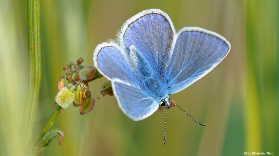 Papillon azur