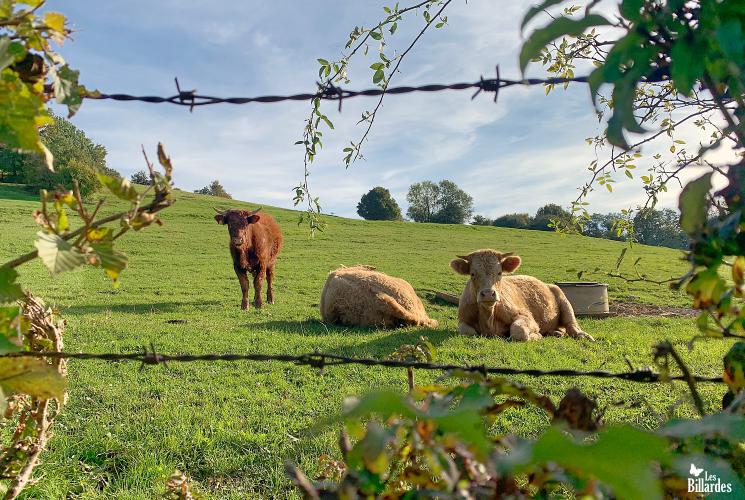 Les vaches sont de retour dans les prés