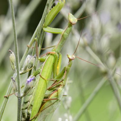 Amour de mantes