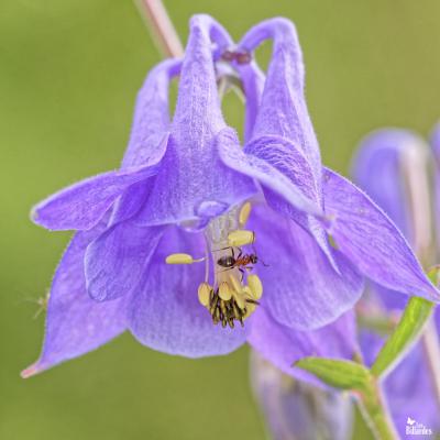 Une fourmi dans une ancolie