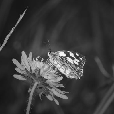 Noir & blanc pour demi-deuil