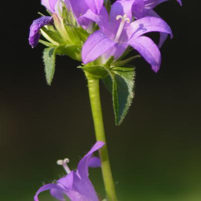 Campanule à feuille de pêcher