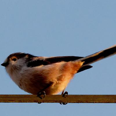 Mésange (ou orite) à longue queue