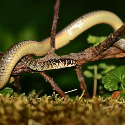 Couleuvre d'esculape