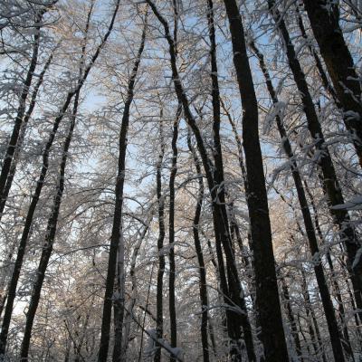 Sous-bois sous la neige