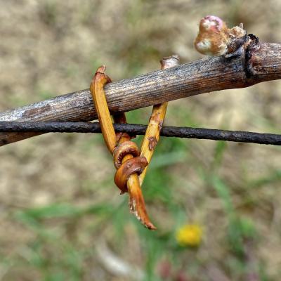 Vigne - Lien en osier 