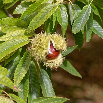 Châtaigne