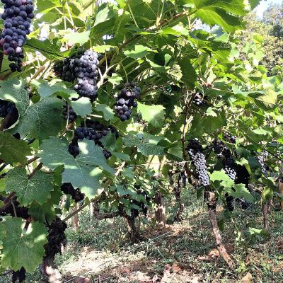 Raisin sur la vigne