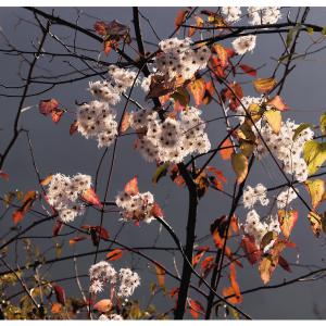 Jeu de lumière dans une clématite en fruit