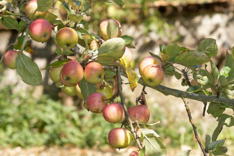 Pommier du verger