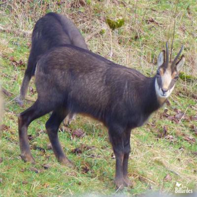 Chamois