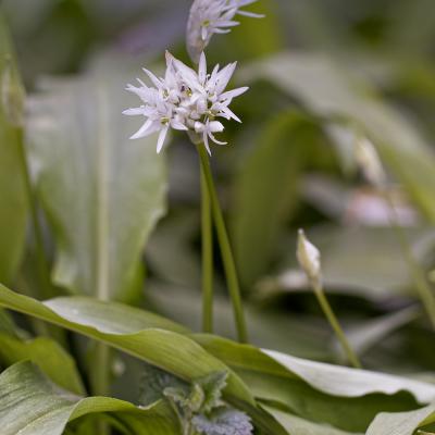 L'ail des ours en fleur