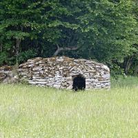 Cabvazne en bordure de pré